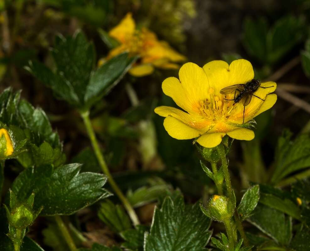 Image of Potentilla aurea L.