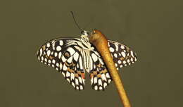 Plancia ëd Papilio demoleus Linnaeus 1758