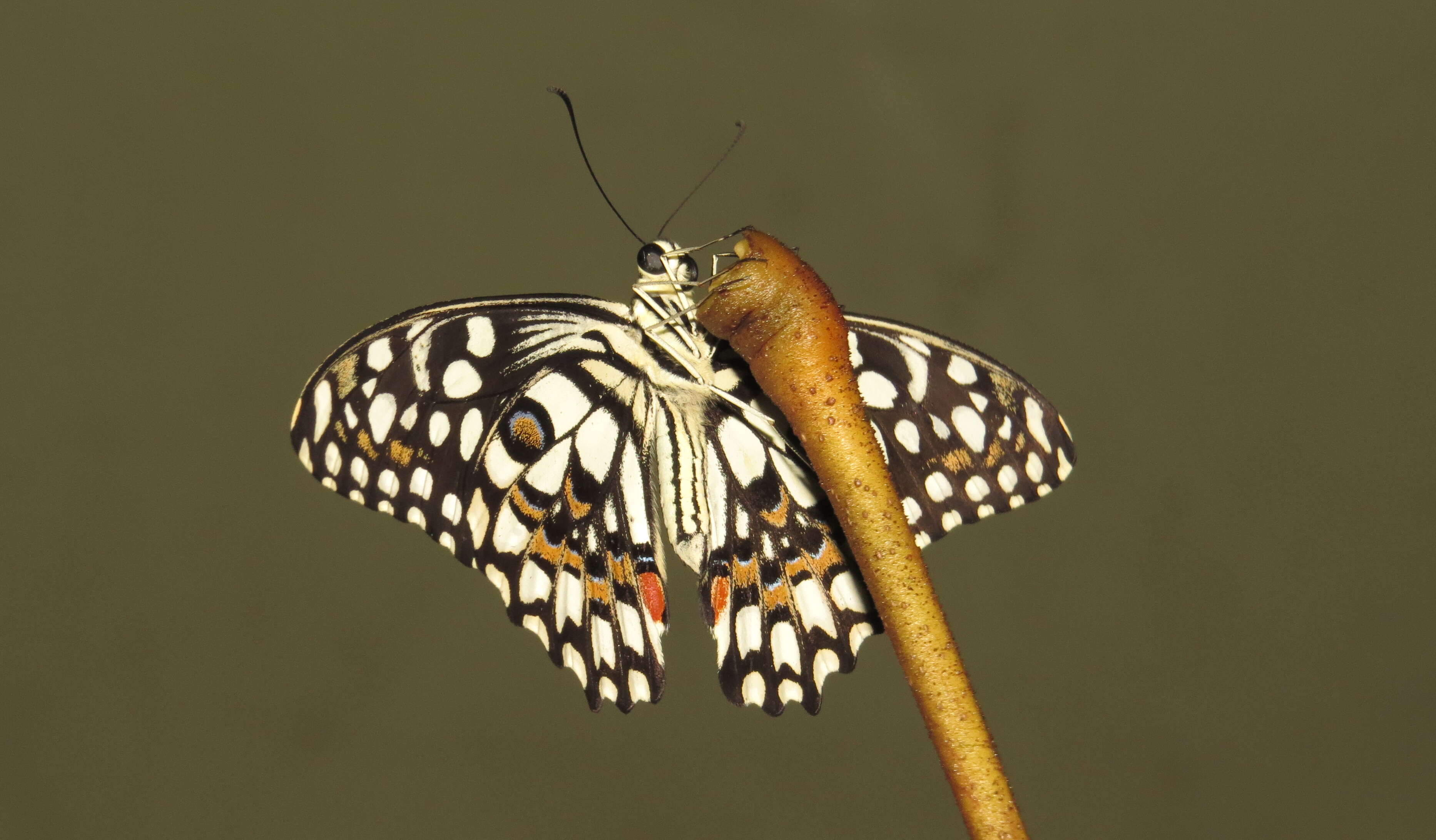 Plancia ëd Papilio demoleus Linnaeus 1758