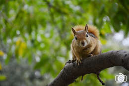 Image of Sciurus subgen. Tenes Thomas 1909