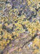 Image of lemon lichen