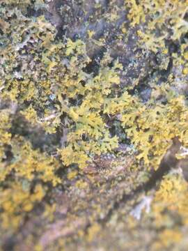 Image of lemon lichen