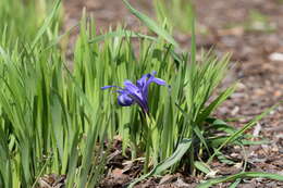 Image of Iris graminea L.