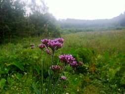 Image of vervain