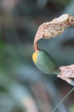 Imagem de Puccinia sessilis J. Schröt. 1870