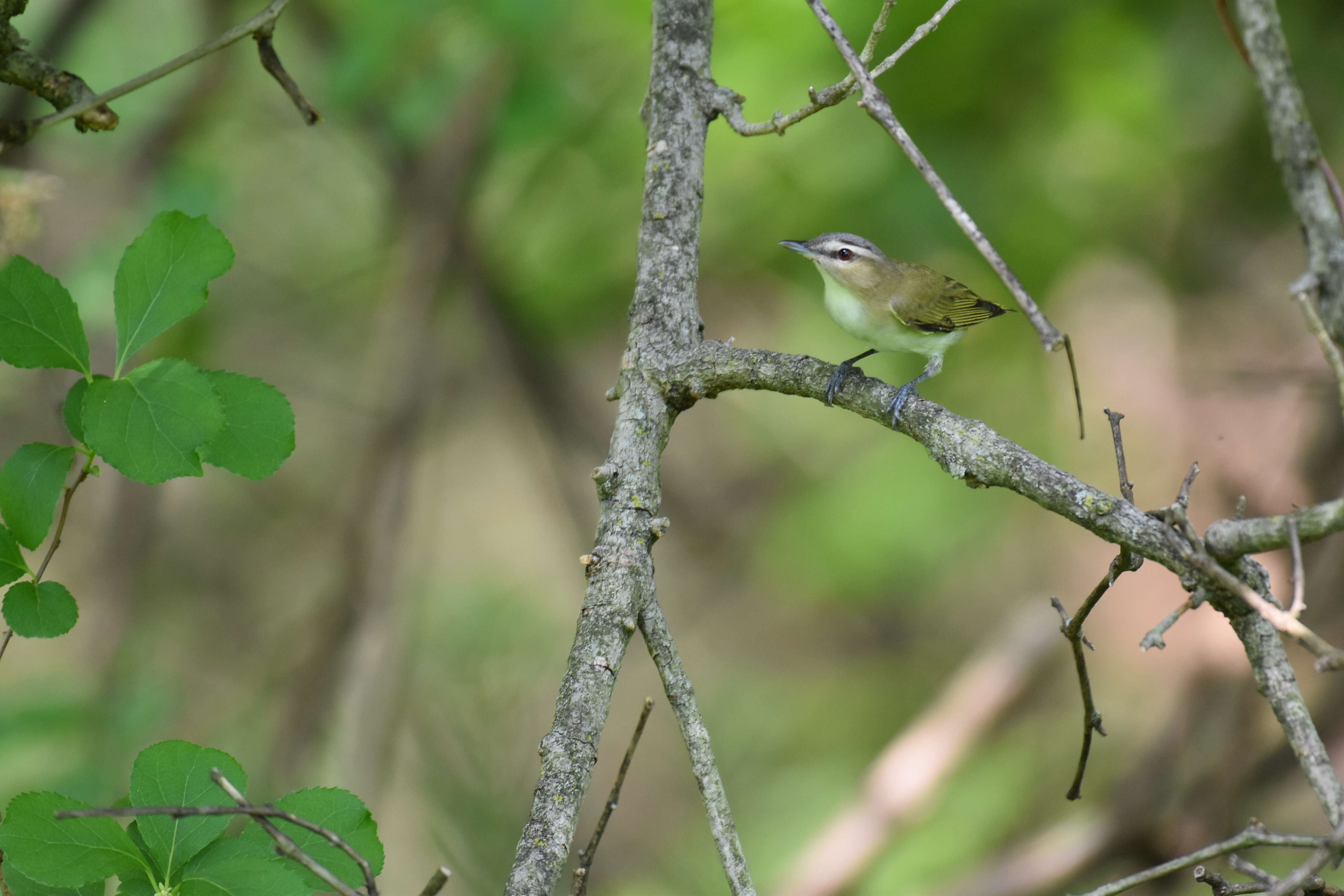 Image of Red-eyed Vireo