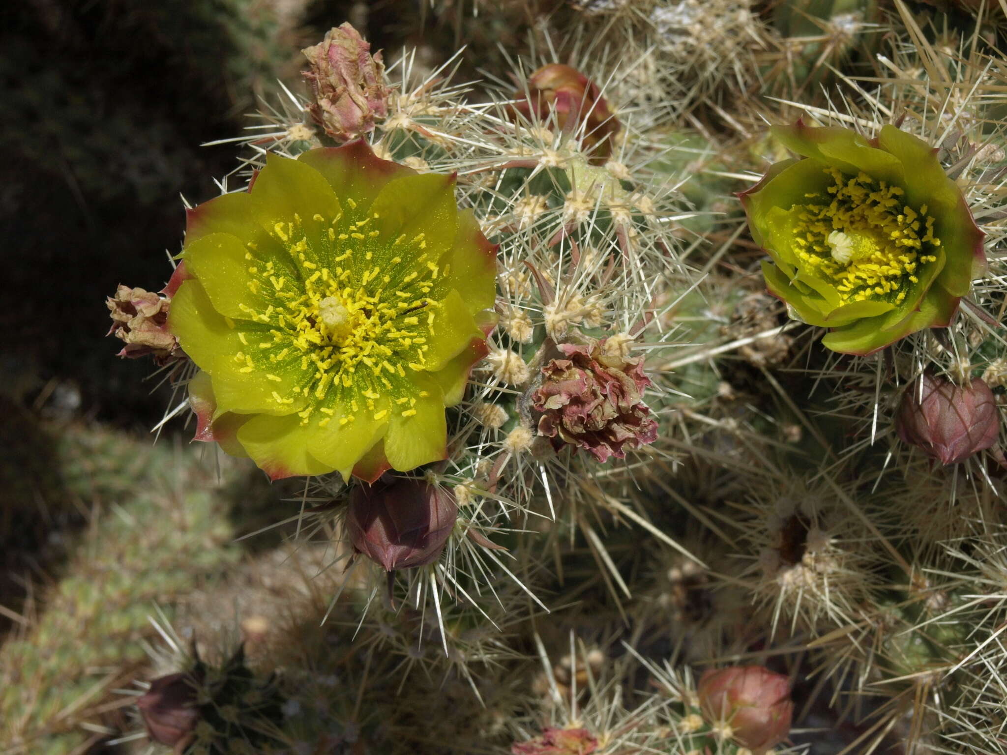 Image de Cylindropuntia bernardina