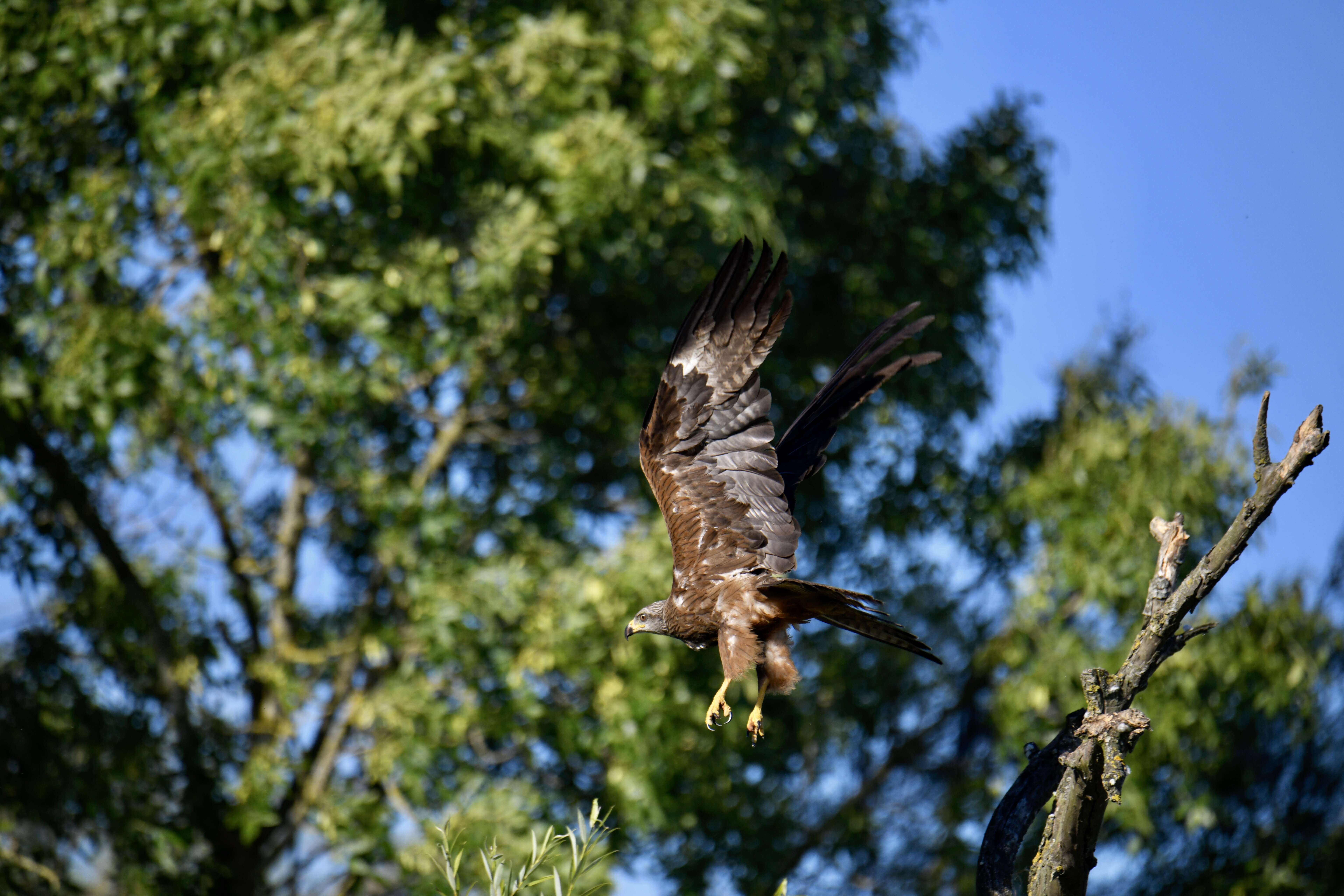 Image of Black Kite