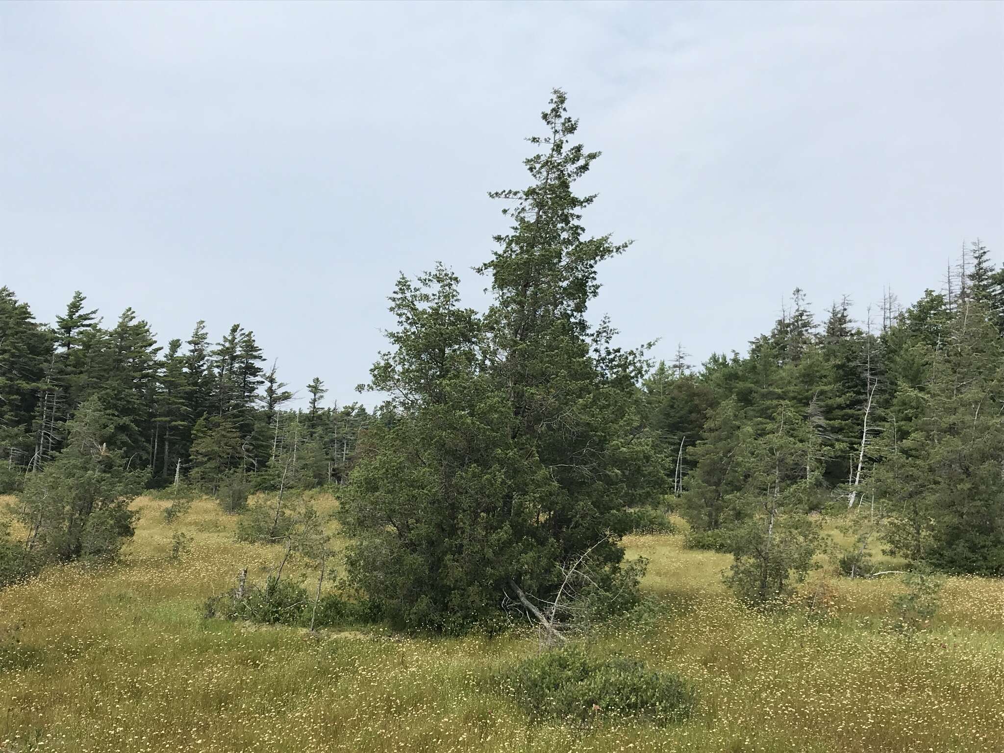 Image of Atlantic White Cedar