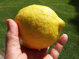 Image of Citrus × limon