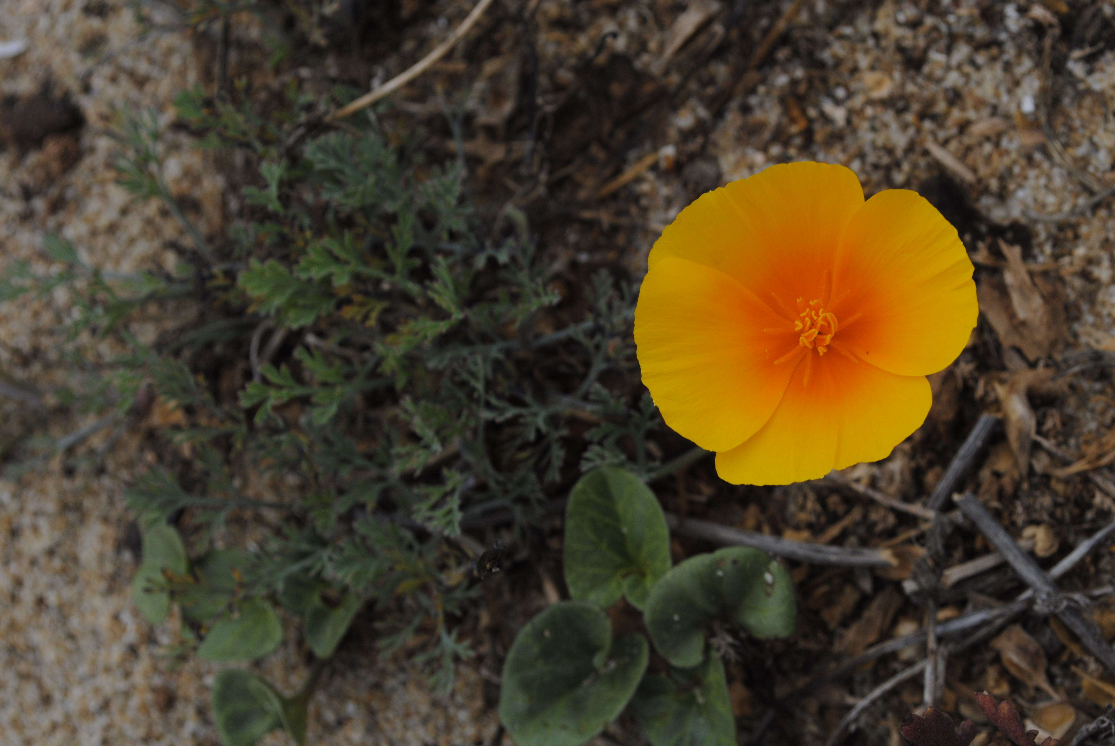 Image of California poppy