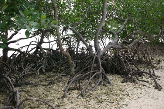 Image of Mangrove