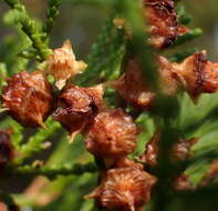 Image of Atlantic White Cedar