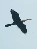 Image of Oriental Darter