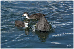 Image of Common Coot