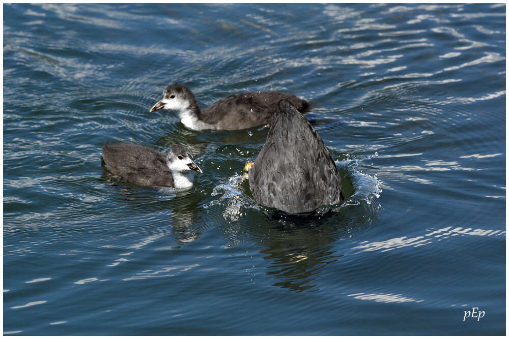 Image of Common Coot