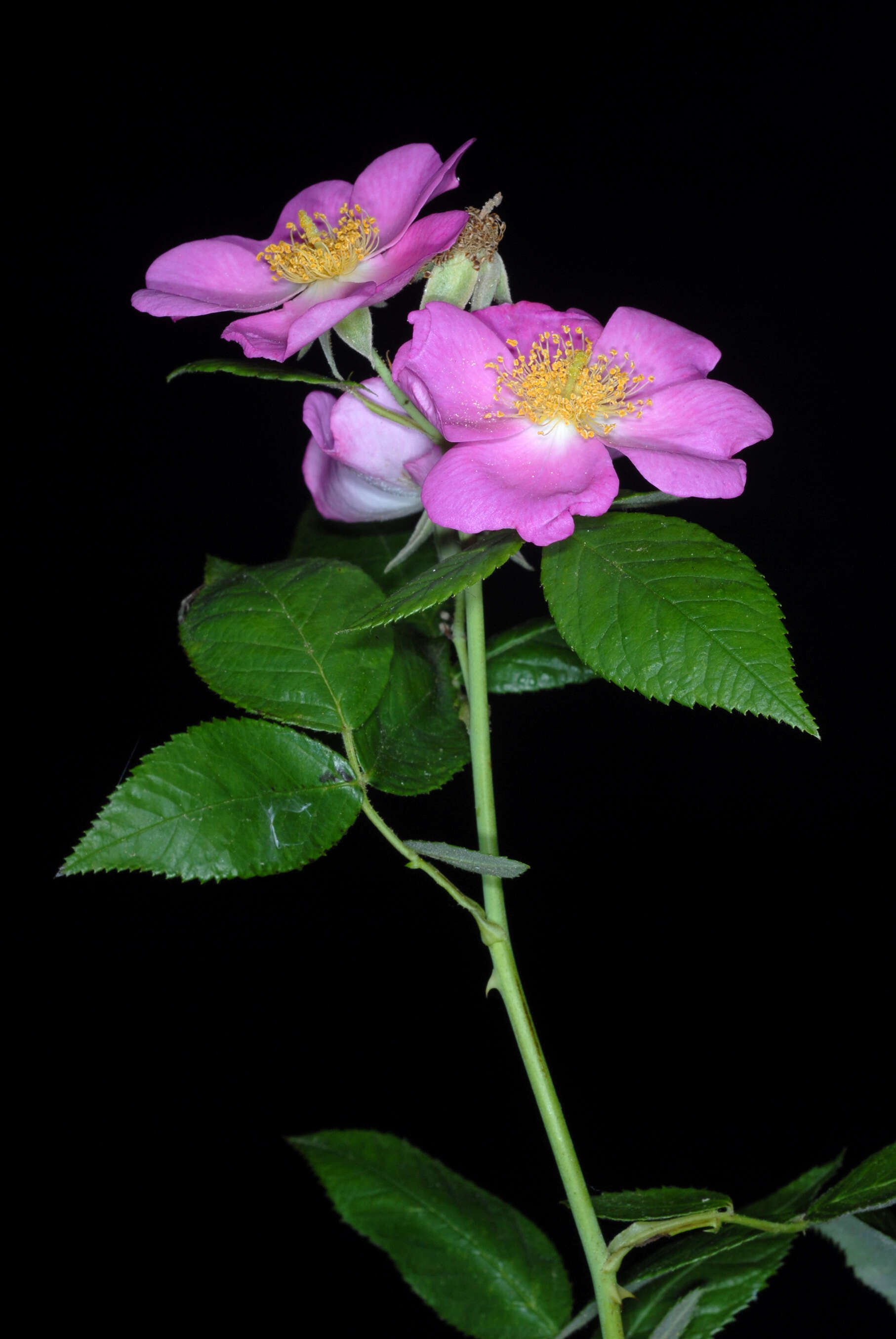 Image of climbing rose