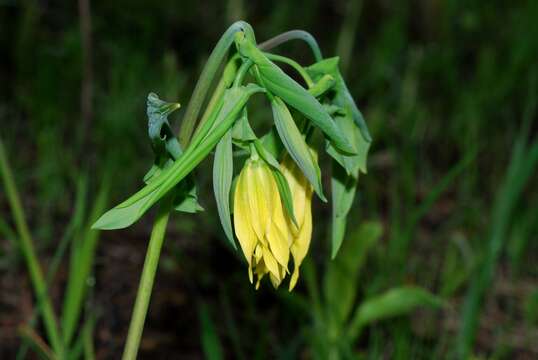 Image of largeflower bellwort