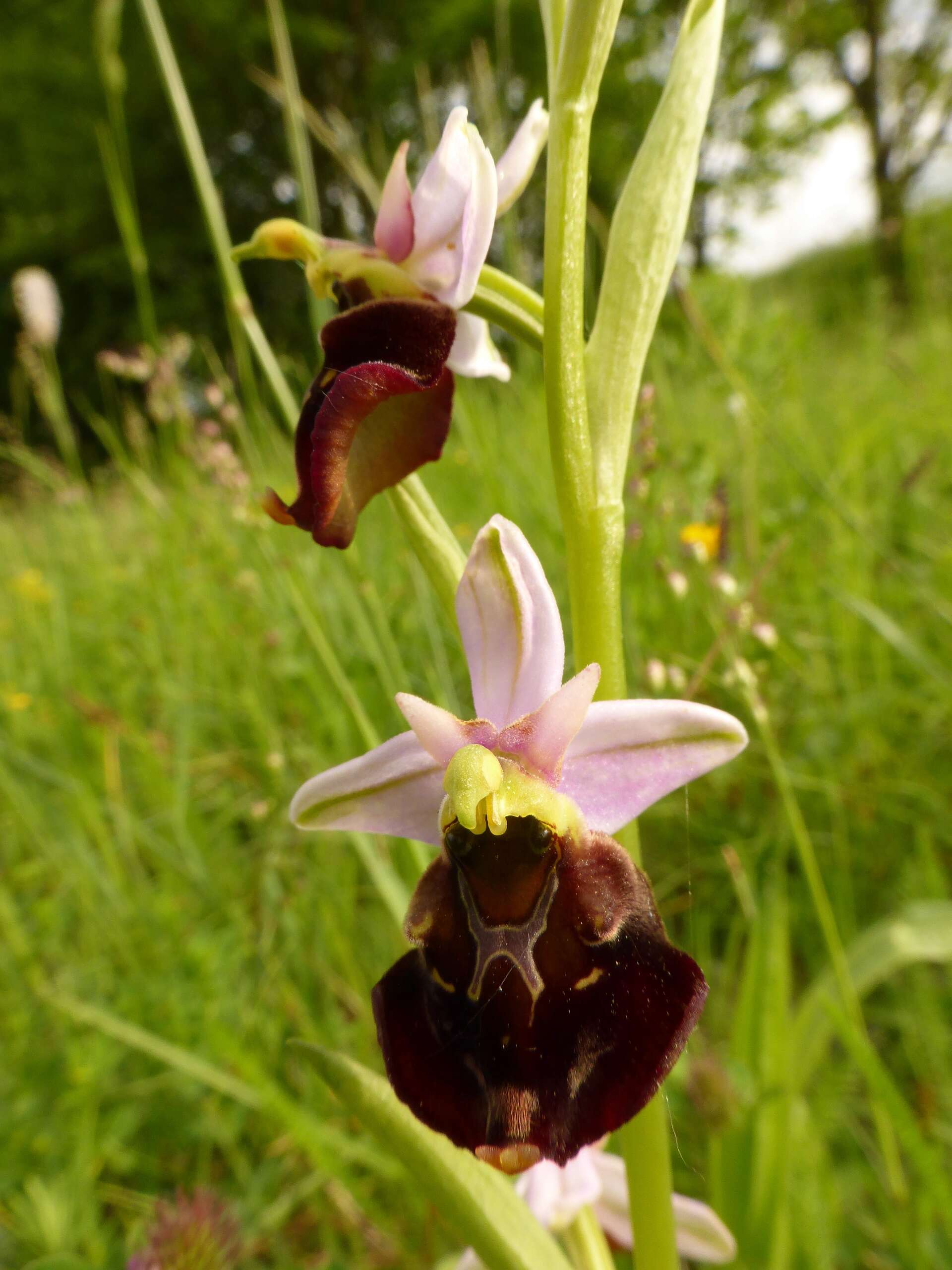 Image of Ophrys holosericea