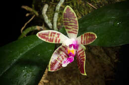 Image of Phalaenopsis corningiana Rchb. fil.