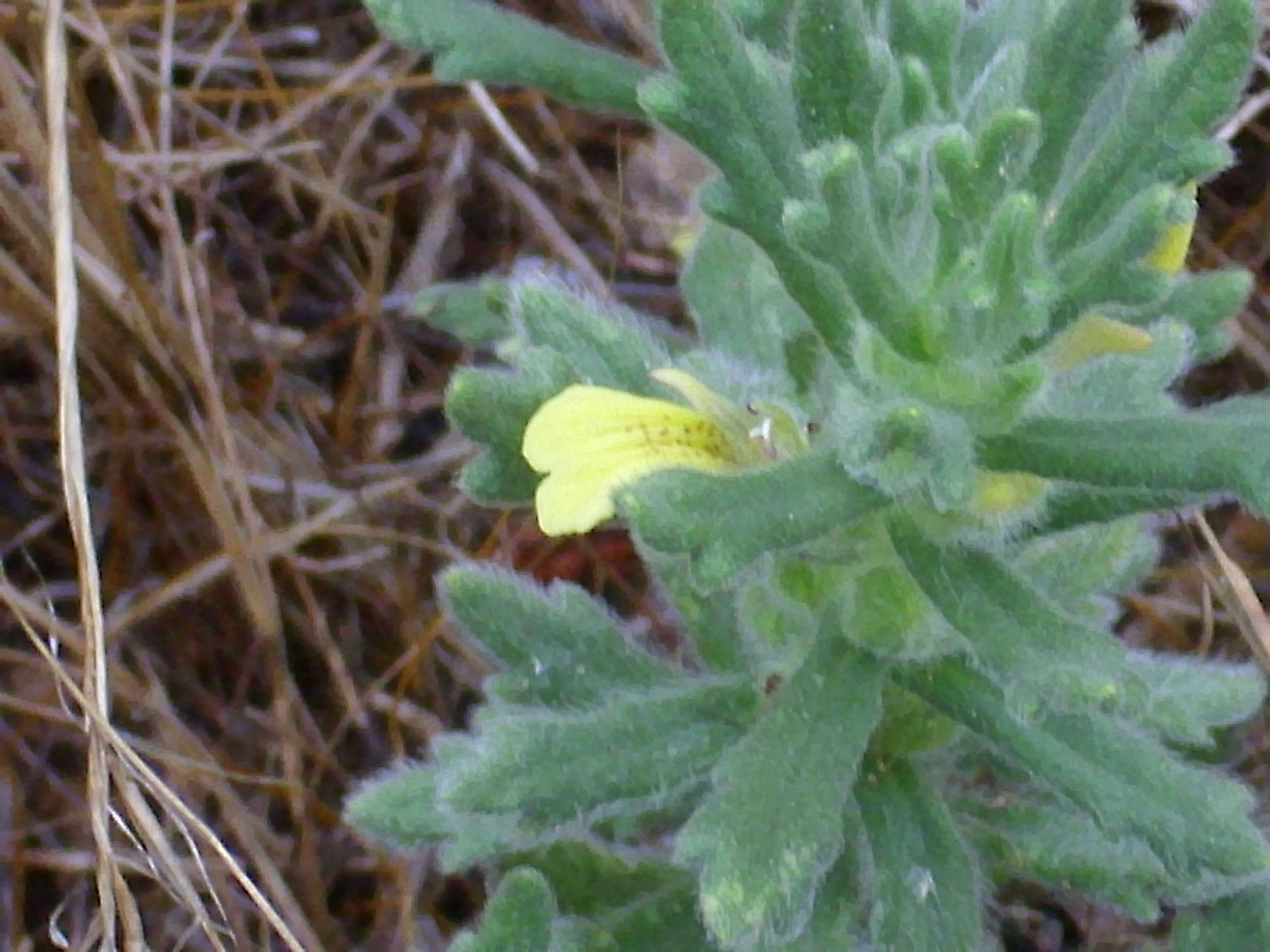 Image of Southern Bugle