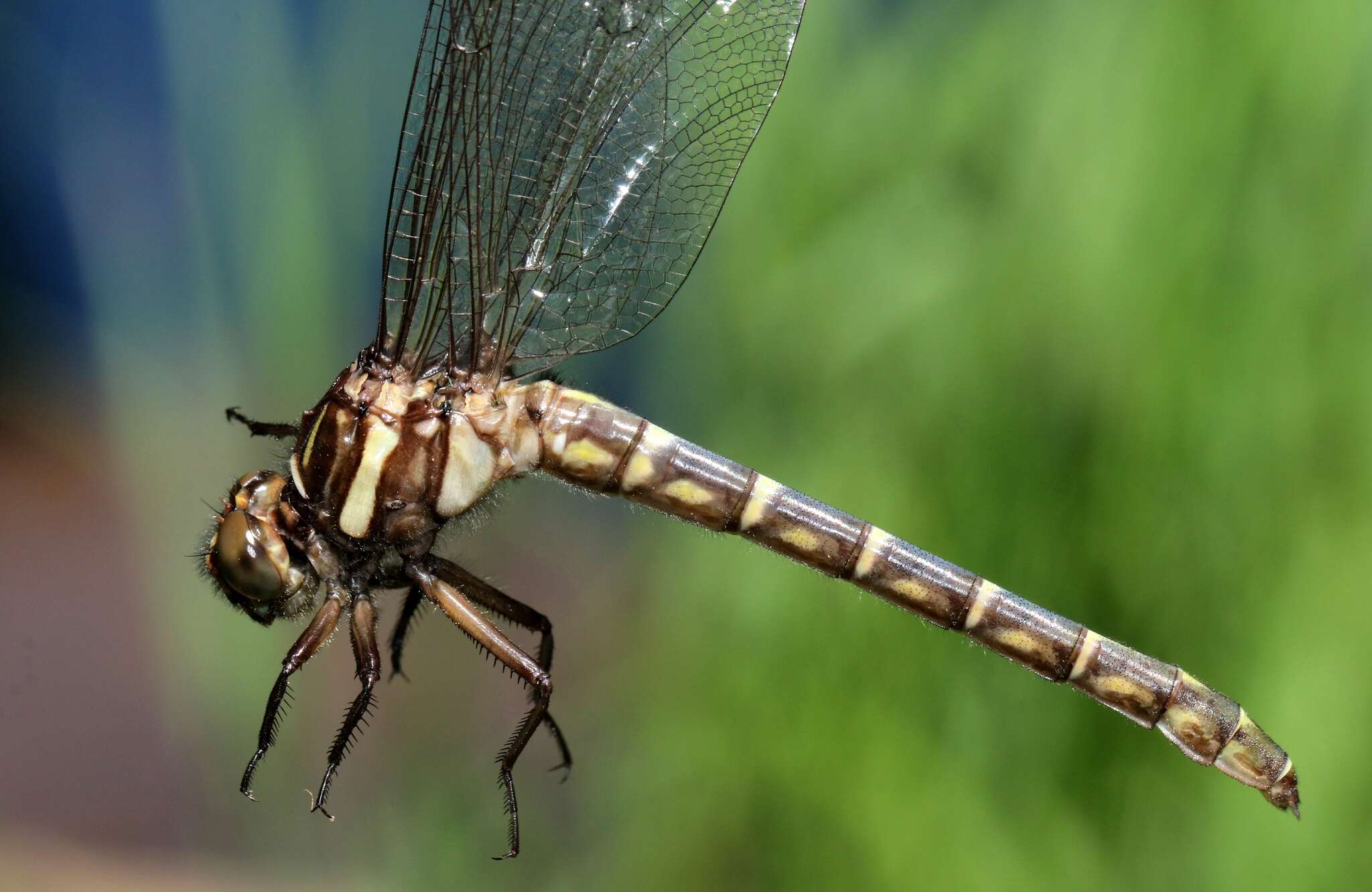 Image of Zebra Clubtail