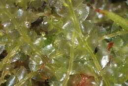 Image of Bifid Crestwort