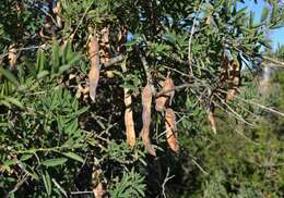 Image of Anagyris foetida L.