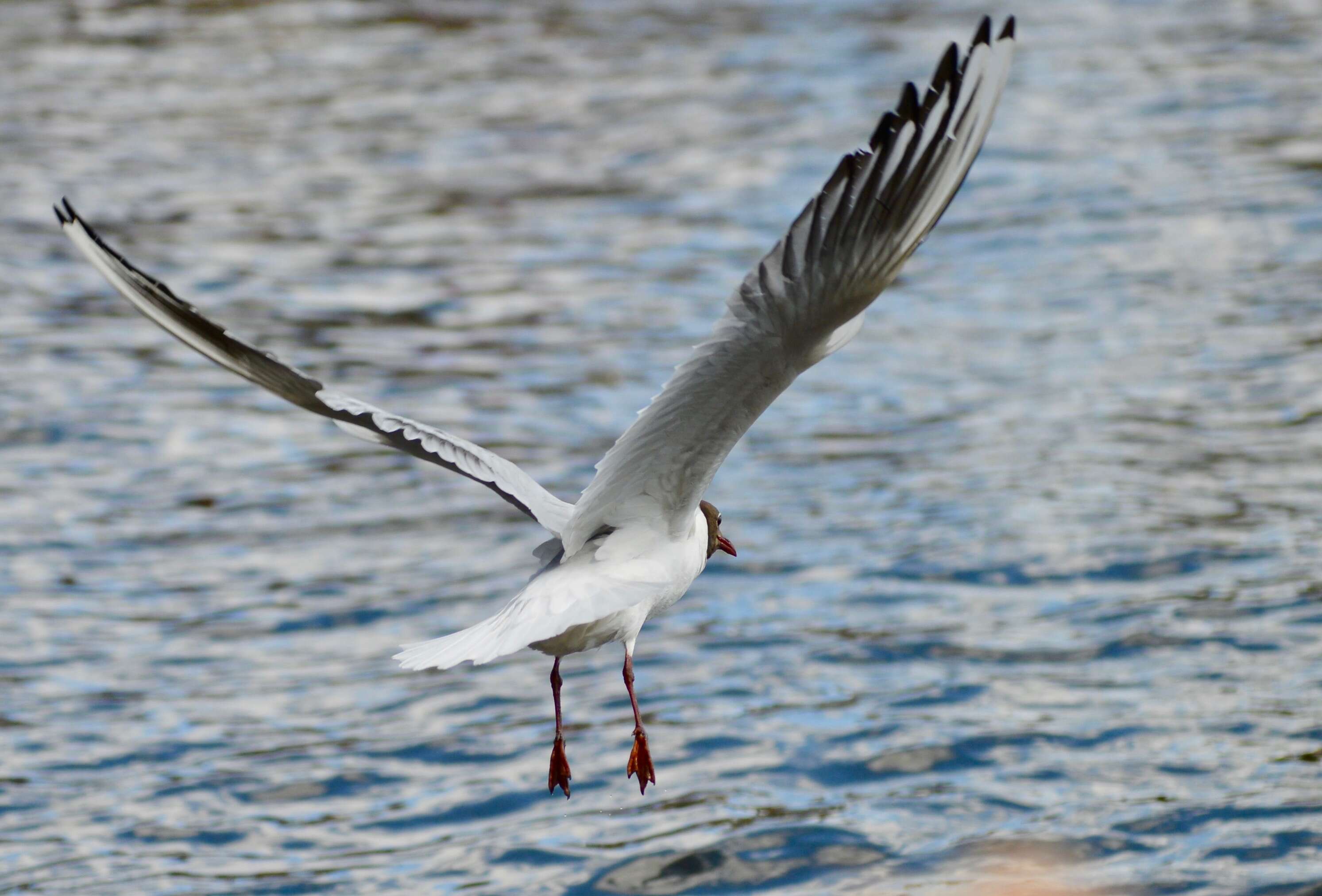 Image of Black-headed Gull