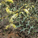 Image of Grevillea flexuosa (Lindl.) Meissner