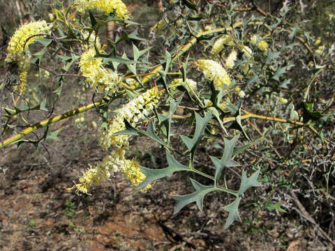 Image of Grevillea flexuosa (Lindl.) Meissner