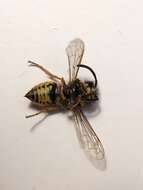 Image of Common wasp