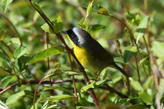 Geothlypis trichas (Linnaeus 1766) resmi