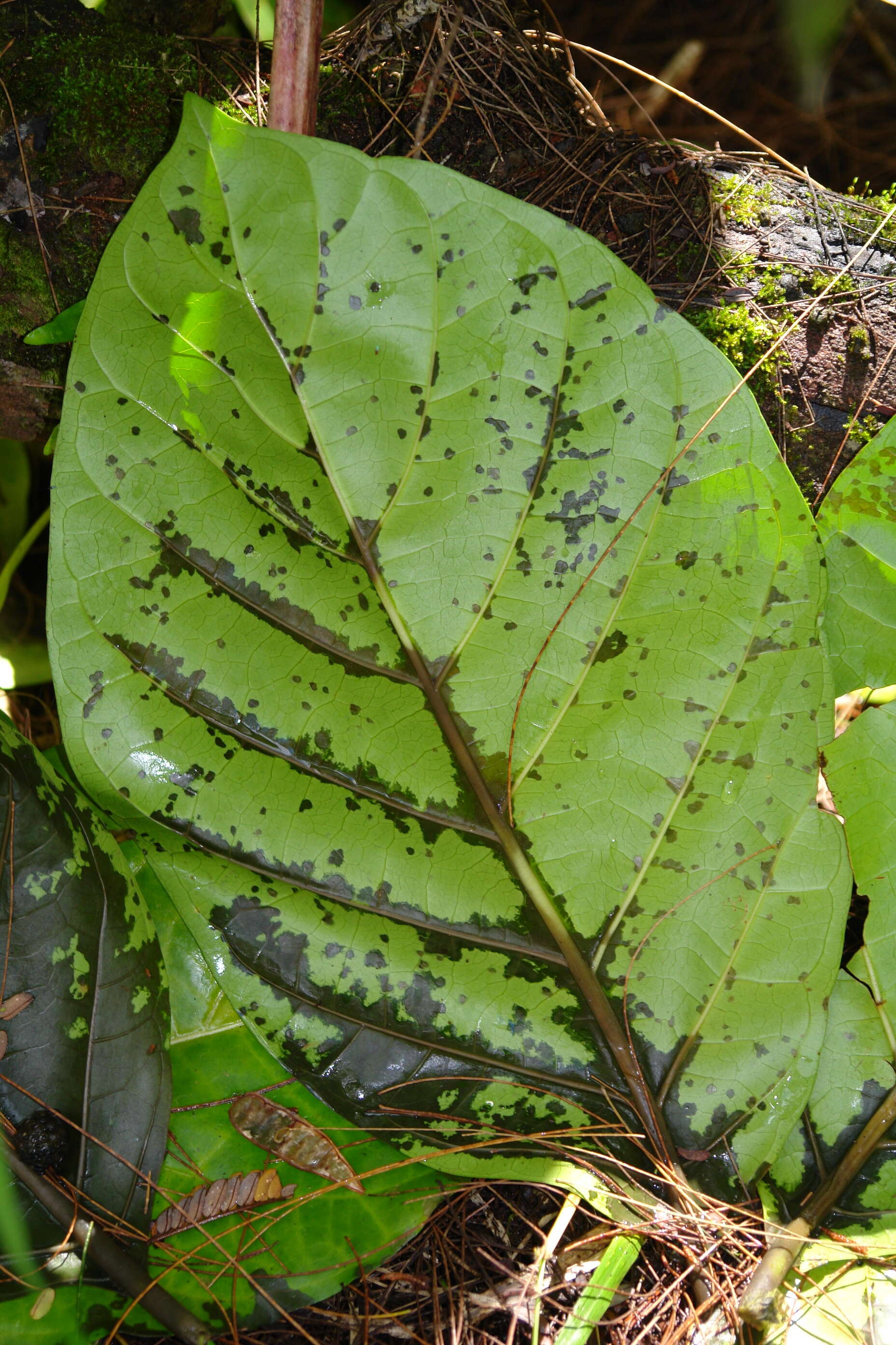 Image of Indian mulberry