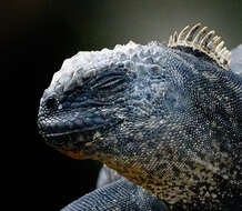 Image of marine iguana