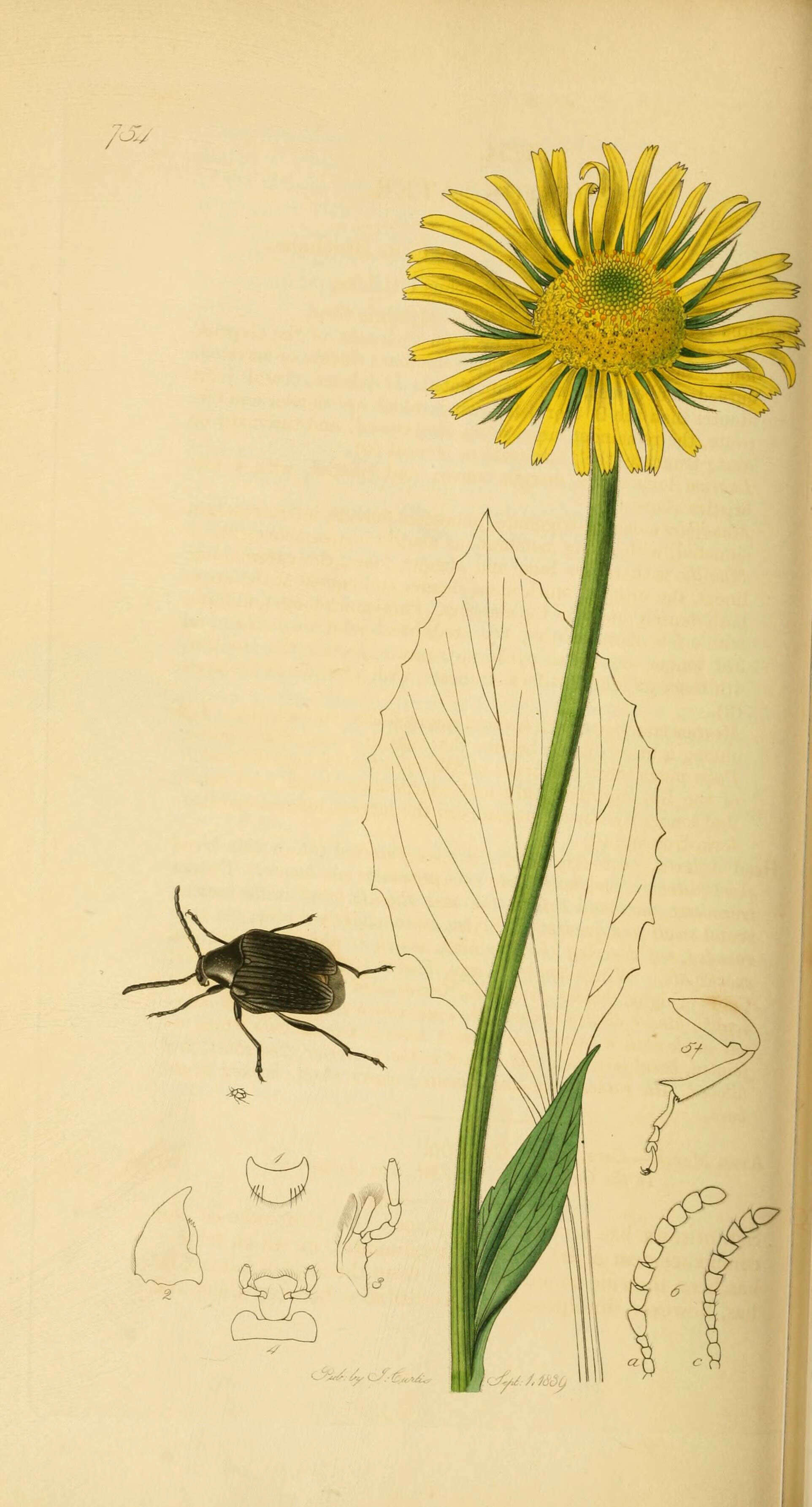 Sivun Bruchidius villosus (Fabricius 1792) kuva