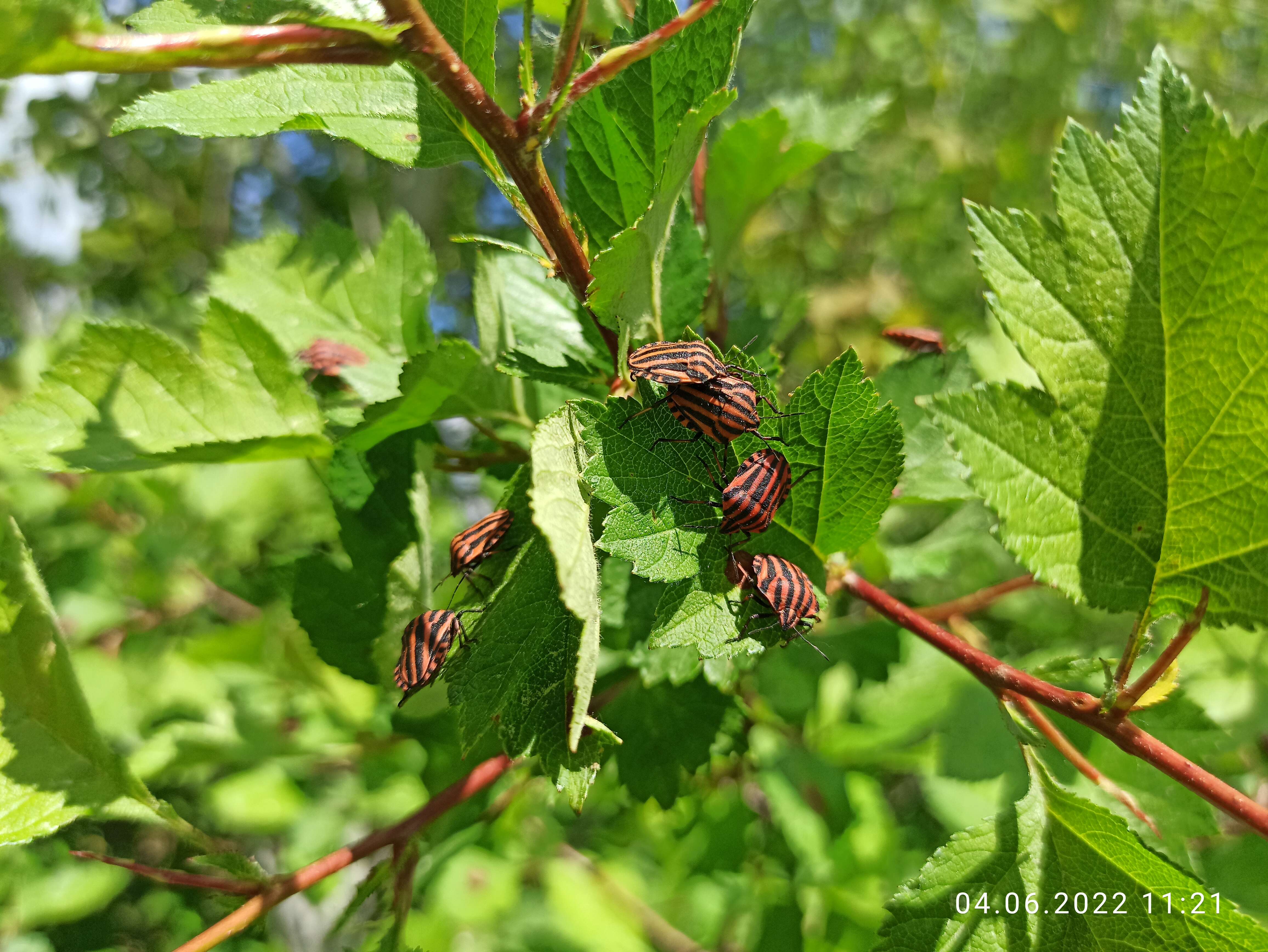 Image of <i>Graphosoma lineatum</i>