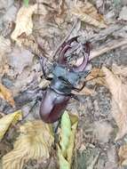 Image of Stag beetle