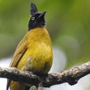 Image de Bulbul à huppe noire