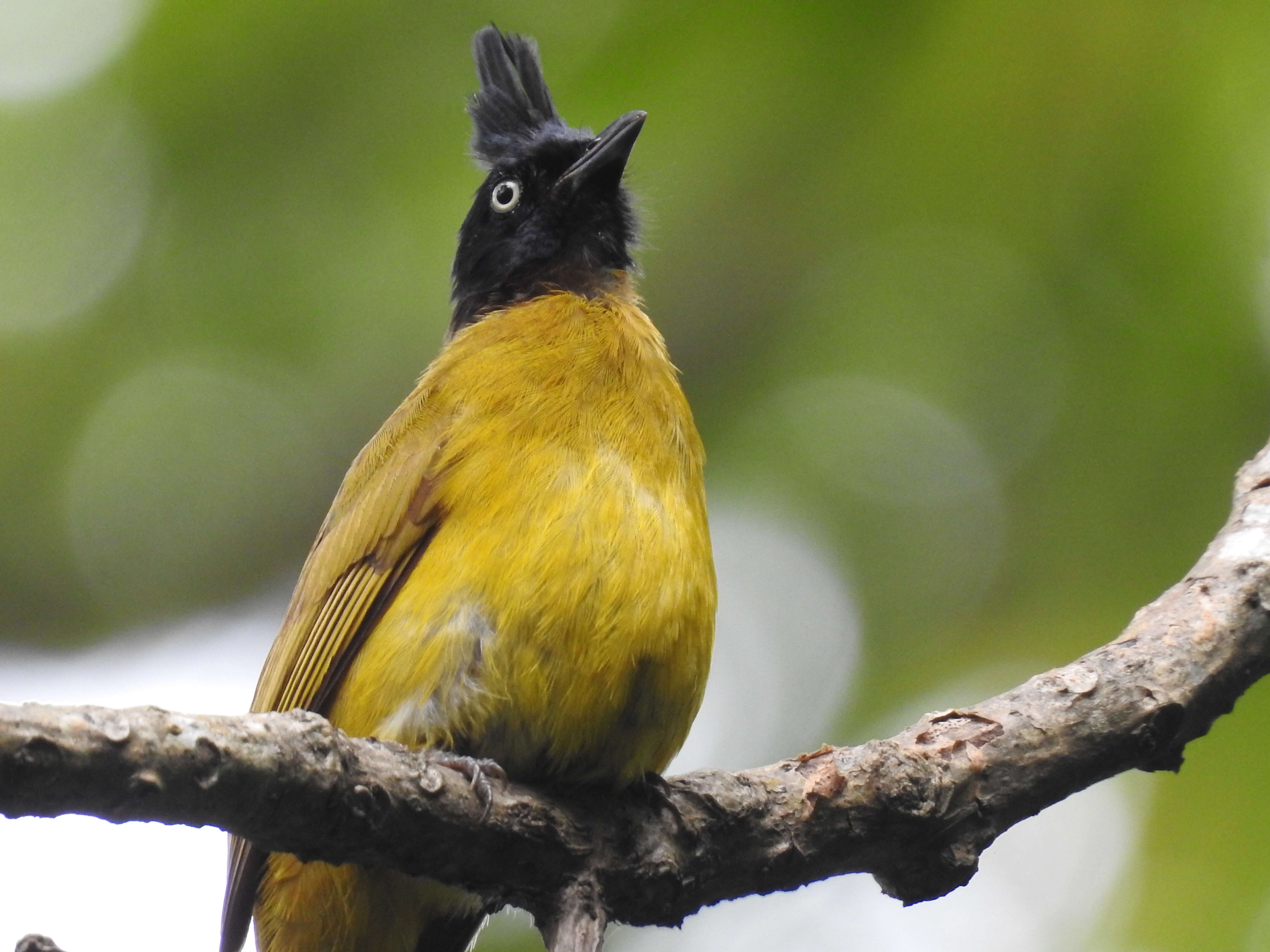 Image de Bulbul à huppe noire