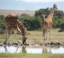 Image of reticulated giraffe