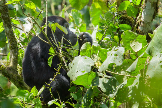 Image of Eastern Gorilla