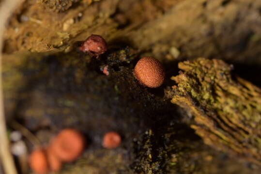 Image of Lycogala epidendrum