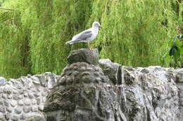 Image of Glaucous-winged Gull