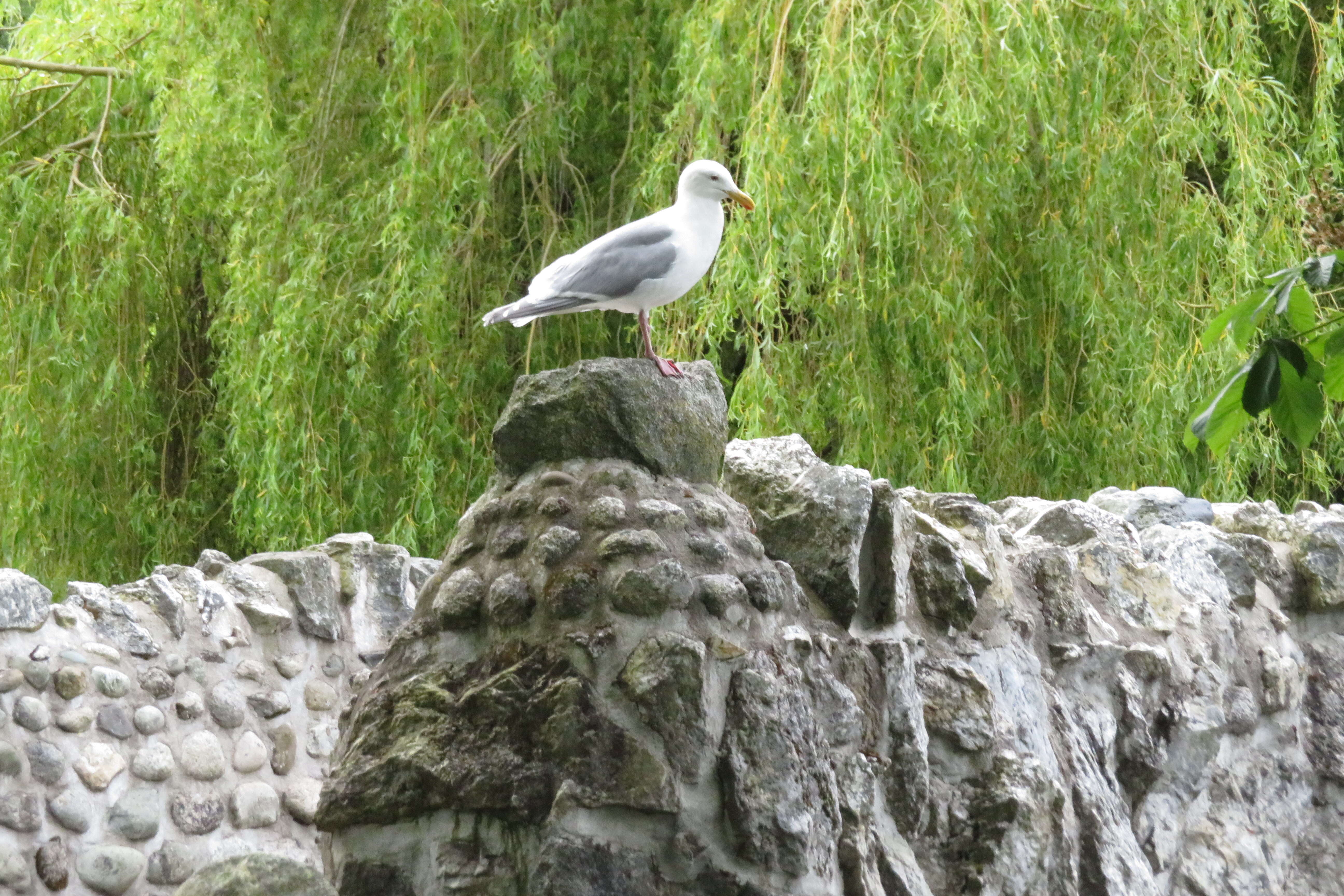 Image of Glaucous-winged Gull