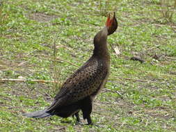 Image of Long-tailed Cormorant