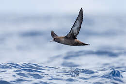 Image of Sooty Shearwater