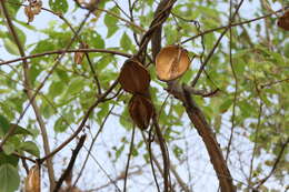 Image of Marsdenia volubilis (L. fil.) Cooke