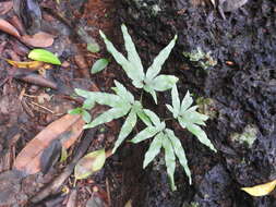 Image of climbing ferns