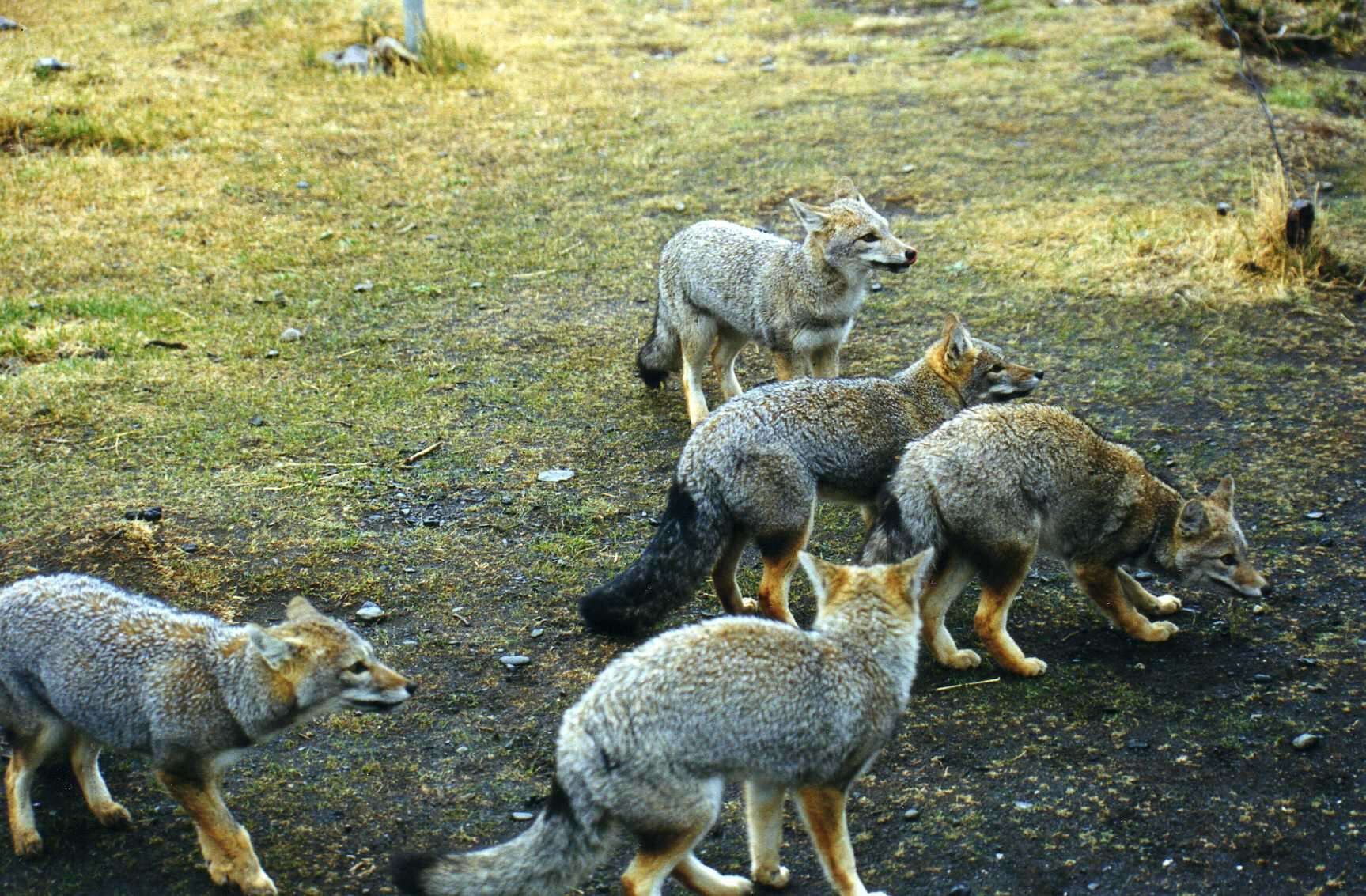 Imagem de Raposa-cinzenta-argentina